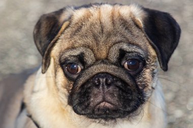 Açık havada oynayan yeni doğan pug köpek. Güzel erkek Pug köpek yavrusu portresi.