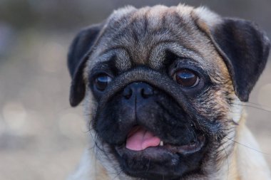 Açık havada oynayan yeni doğan pug köpek. Güzel erkek Pug köpek yavrusu portresi.