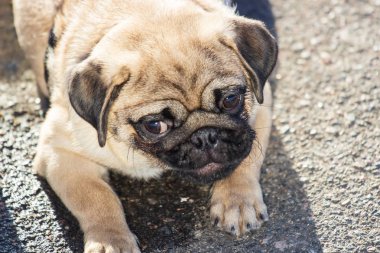 Açık havada oynayan yeni doğan pug köpek. Güzel erkek Pug köpek yavrusu portresi.