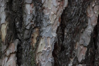 Eski ağaç kabuğu dokusu arkaplanı