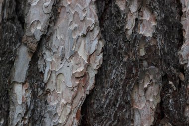 Eski ağaç kabuğu dokusu arkaplanı