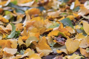 Kırmızı ve Turuncu Sonbahar Yaprakları Arkaplanı.