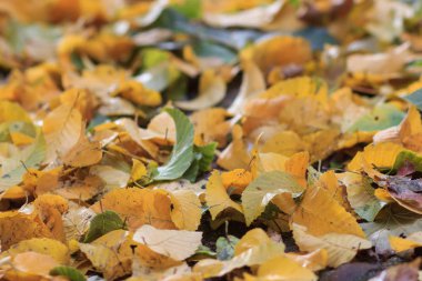 Kırmızı ve Turuncu Sonbahar Yaprakları Arkaplanı.