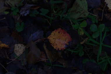 Yaprakları ve yağmur suyu ile sonbahar arka plan damla,