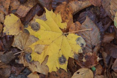 Yaprakları ve yağmur suyu ile sonbahar arka plan damla,