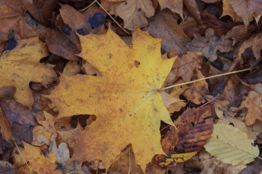 Yaprakları ve yağmur suyu ile sonbahar arka plan damla,