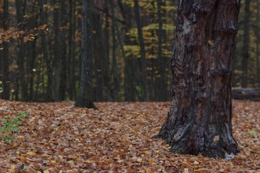 Yaprakları ve yağmur suyu ile sonbahar arka plan damla,