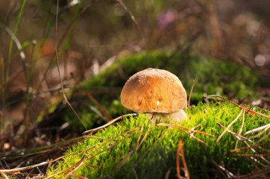 Mantar orman içinde. Proteinler, yağlar, karbonhidratlar, vitaminler, mineraller ve diğer eser elementler gibi birçok önemli unsurları mantar vardır.