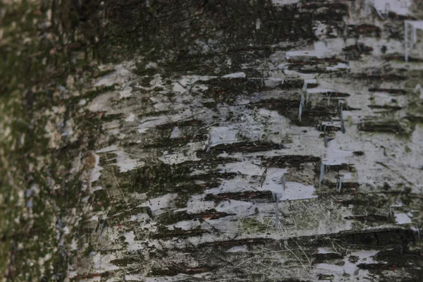 Vieil Arbre Écorce Texture Fond — Photo