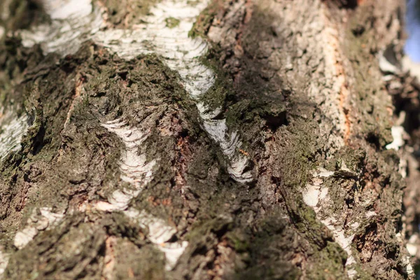 Velha Árvore Casca Textura Fundo — Fotografia de Stock