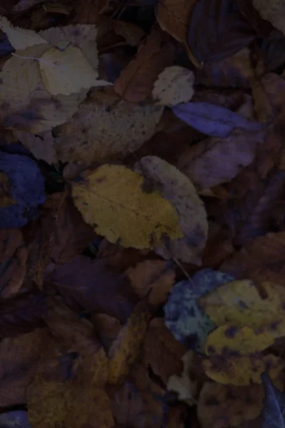 Autumn Background Leaves Rain Water Drops — Stock Photo, Image