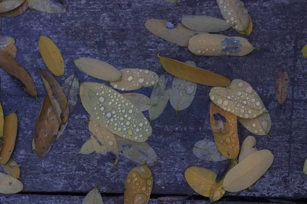Осінній Фон Листям Краплями Дощової Води — стокове фото