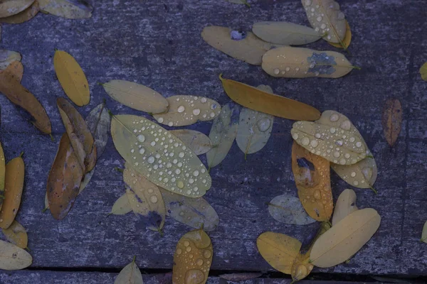 Fondo Otoñal Con Hojas Gotas Agua Lluvia —  Fotos de Stock