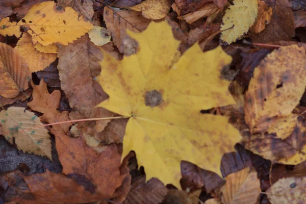 Sfondo Autunnale Con Foglie Gocce Acqua Piovana — Foto Stock