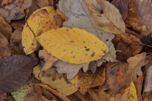 Fond Automne Avec Des Feuilles Des Gouttes Eau Pluie — Photo