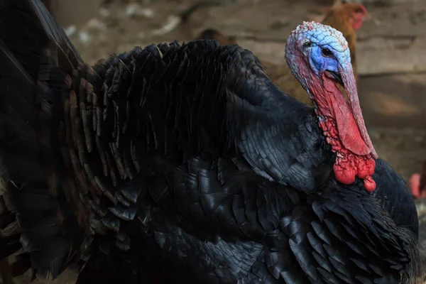 Black a turkey bird clouse up. traditional Christmas food.