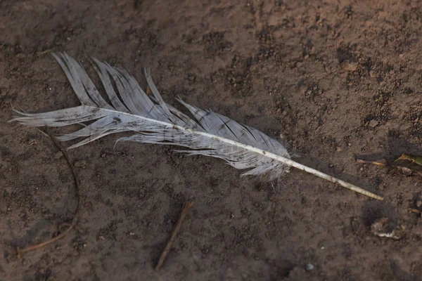 white feather lying on the ground indicating direction.