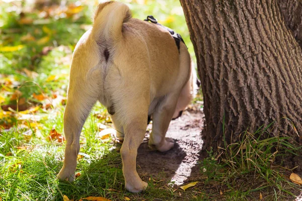 Perro pug en las hojas en otoño — Foto de Stock