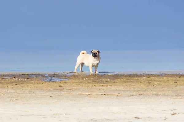 Pug standing in blue water — Stock Photo, Image