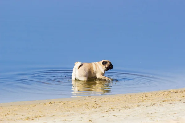 Mops stojící v modré vodě — Stock fotografie