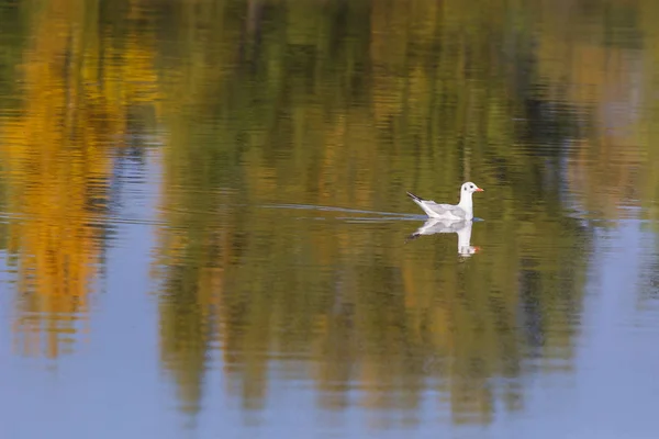 Śmieszka Młody Ptak Upierzenie Ptaków Młodych Ptak Wyląduje Powierzchni Wody — Zdjęcie stockowe