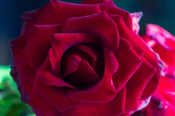 Цветение Красной Розы Заднем Плане Красные Цветы Роз — стоковое фото