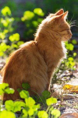 küçük kırmızı kedi açık havada dikey.