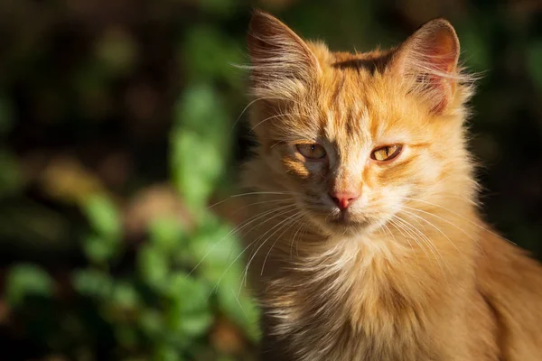 Tiny Red Kitten Outdoors Portrait — Stock Photo, Image