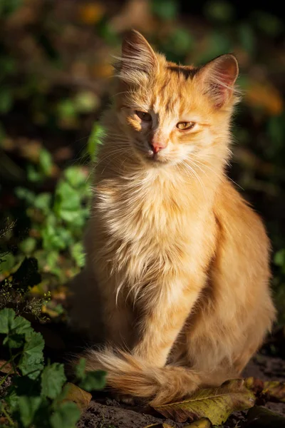 Minuscule Chaton Rouge Portrait Extérieur — Photo