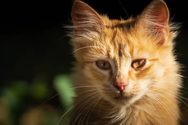 Apró Vörös Cica Szabadban Portré — Stock Fotó