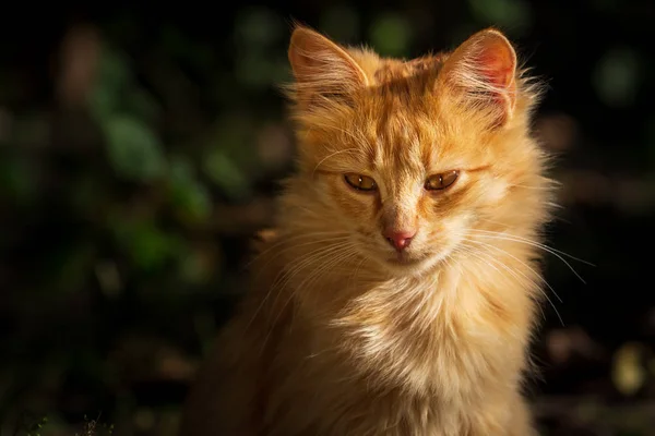 Winzige Rote Kätzchen Freien Porträt — Stockfoto