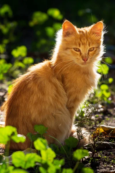 Piccolo Gattino Rosso All Aperto Ritratto — Foto Stock