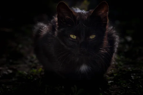 Крупним Планом Чорний Кіт Траві Задньому Дворі — стокове фото