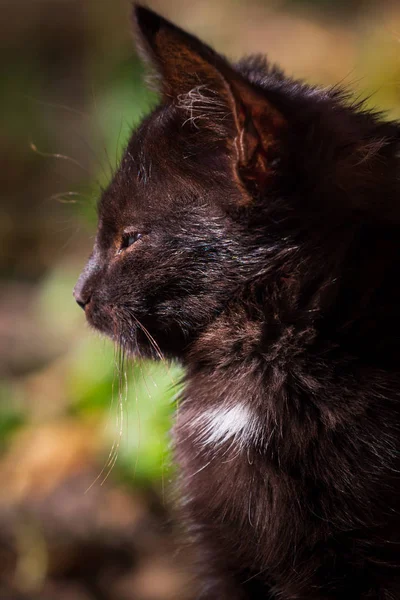 在后院的草地上关闭一只黑猫 — 图库照片