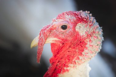 Beyaz Türkiye portre yakın çekim