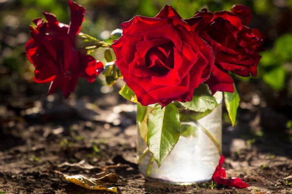 花园里的玫瑰花在玻璃罐子里 — 图库照片