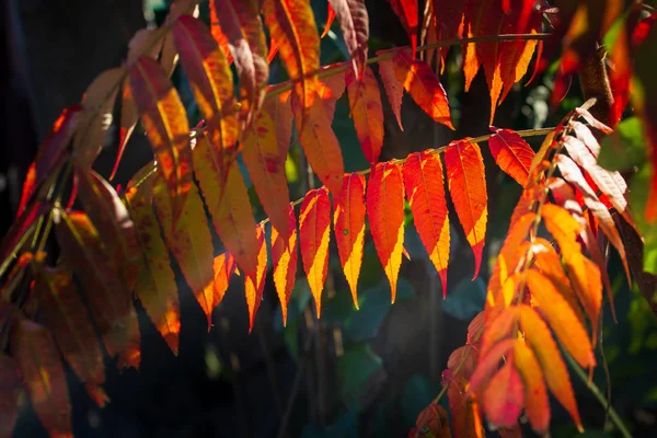 Feuilles Rouges Tropicales Fraîches Fond — Photo