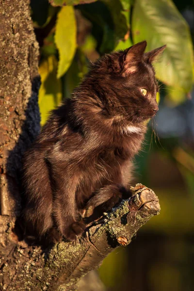 Schwarze Katze Auf Dem Baum — Stockfoto