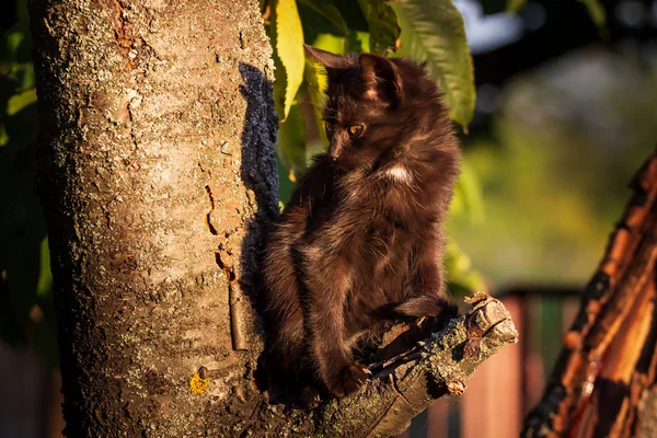 Schwarze Katze Auf Dem Baum — Stockfoto