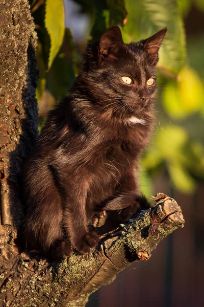 Černá Kočka Stromě — Stock fotografie
