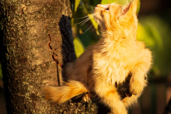 红小猫在初秋的大树上吠叫 关闭逗人喜爱的小猫爬树在树上9月在五颜六色的秋季背景 肖像姜可爱的小猫寻找 — 图库照片