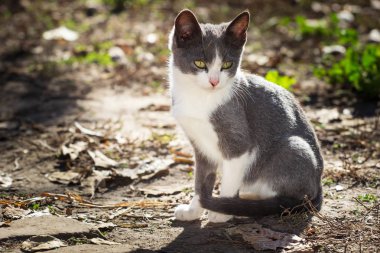 Bahçedeki küçük gri kedi.