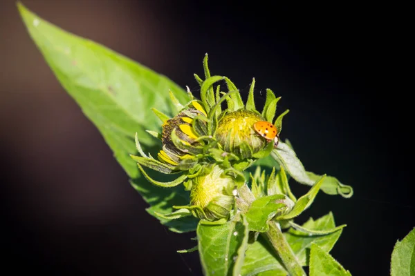 Kleine Schattige Lieveheersbeestje Gele Bloem — Stockfoto