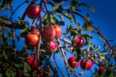 Elma bahçesindeki ağaç dalından sarkan organik elmalar.