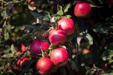 Elma bahçesindeki ağaç dalından sarkan organik elmalar.