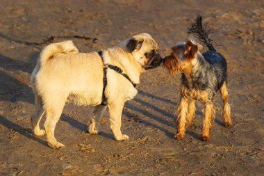 pug ve yorkshire terrier oynuyor.