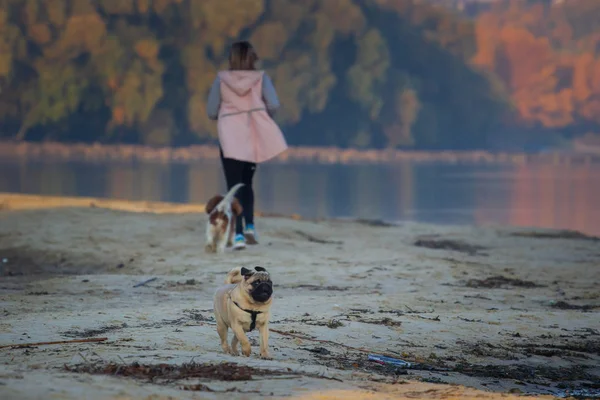 Pug Runs Seashore — Stock Photo, Image