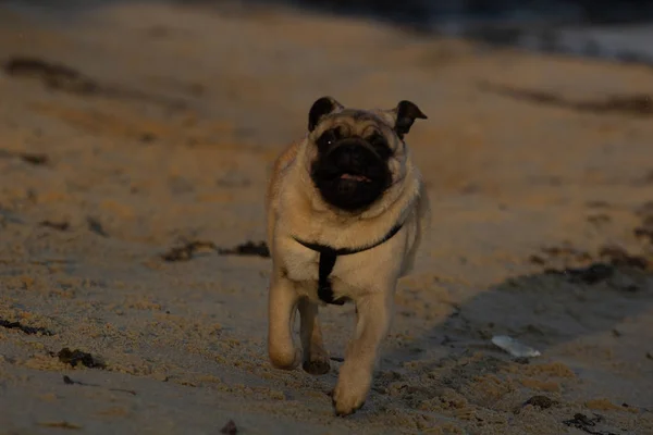 Pug Runs Seashore — Stock Photo, Image