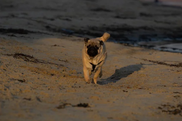 Pug Runs Seashore — Stock Photo, Image