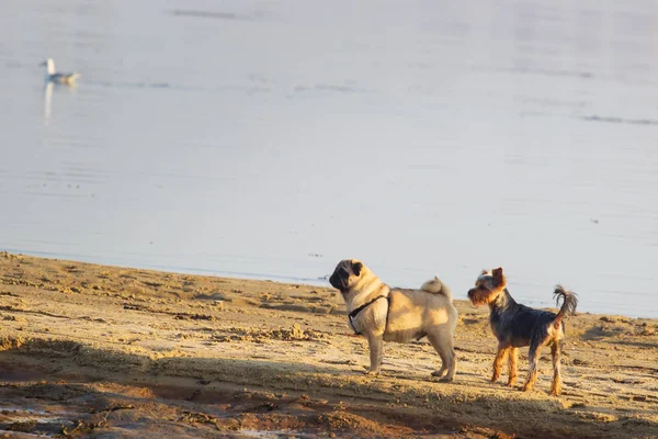 Mops Und Yorkshire Terrier Spielen — Stockfoto